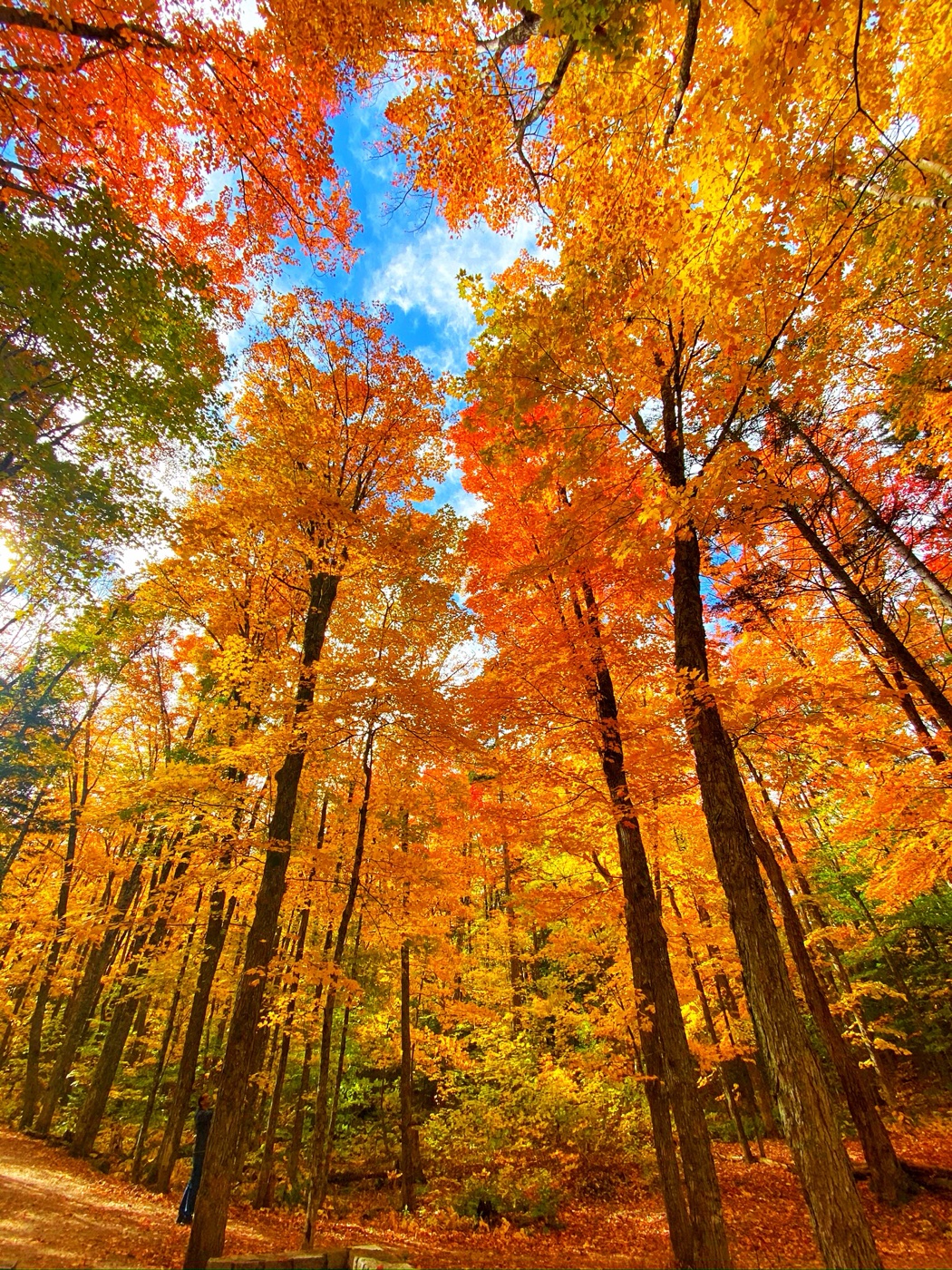 Towering maples in peak autumn colors with blue sky overhead